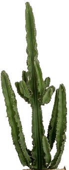 Euphorbia trigona houseplant
